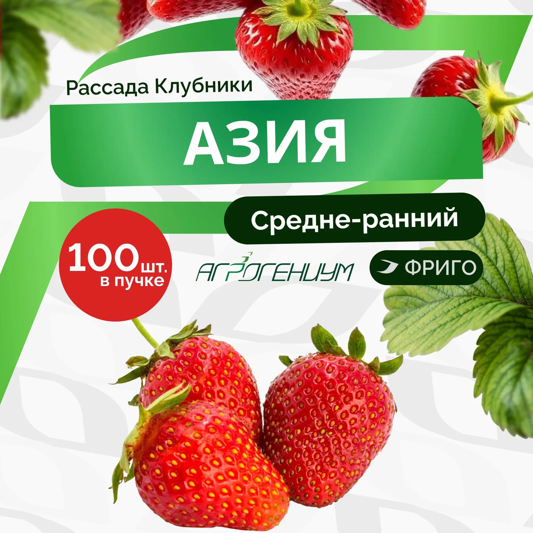 Клубника Азия рассада средне - ранняя ФригоА