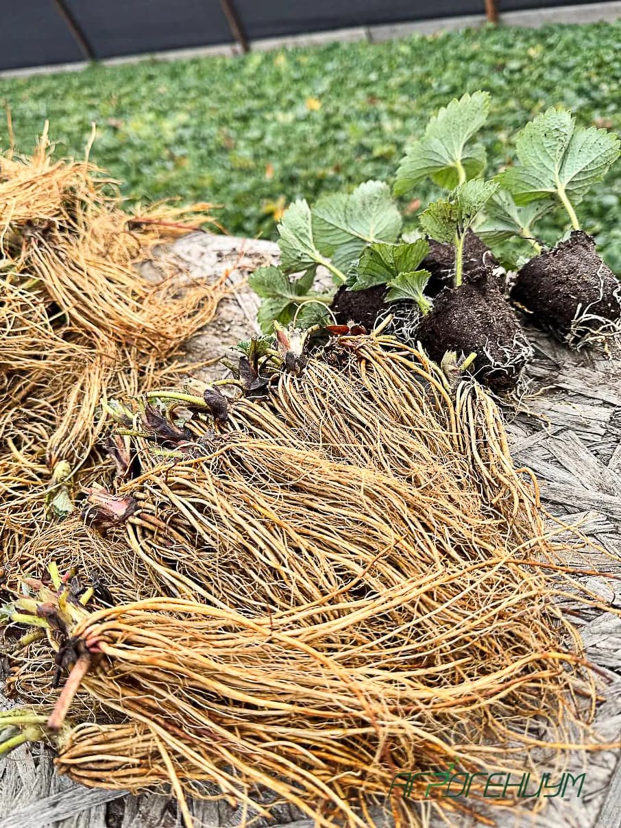 Клубника Азия рассада средне - ранняя ФригоА