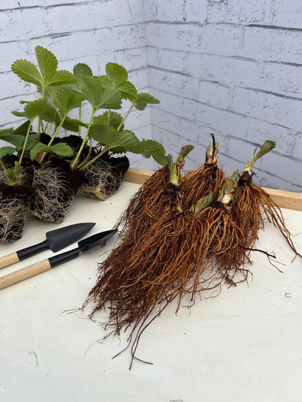 Клубника Азия рассада средне - ранняя ФригоА