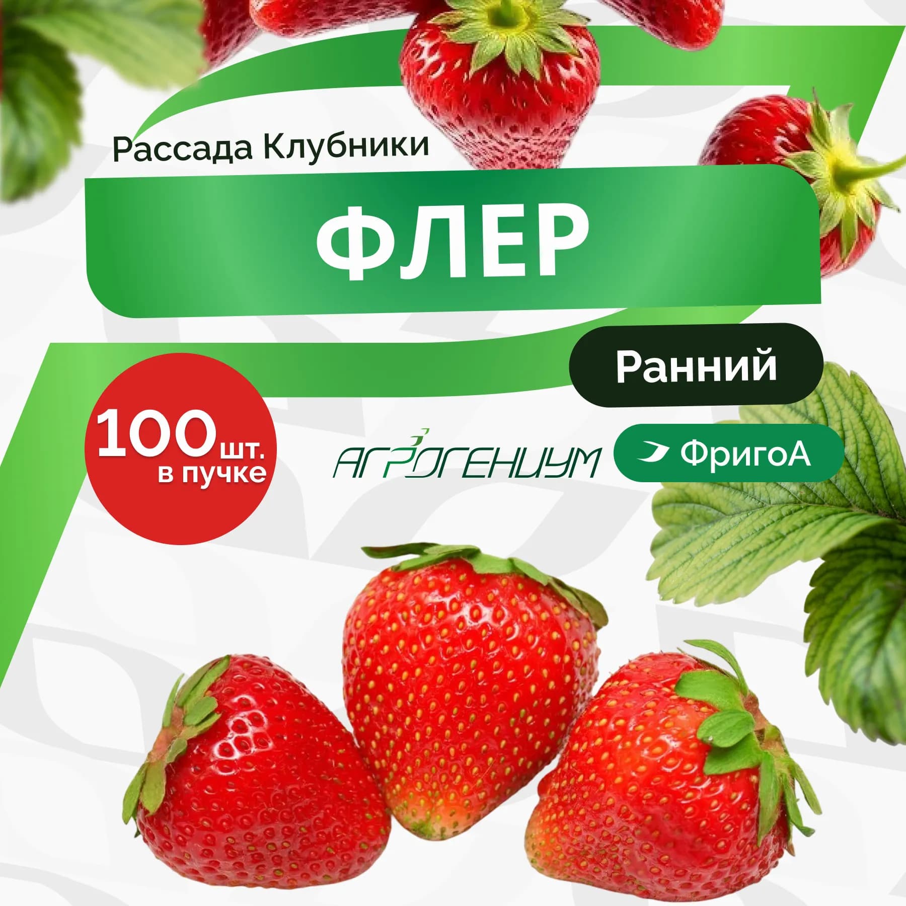 Клубника Флёр рассада ранняя ФригоА