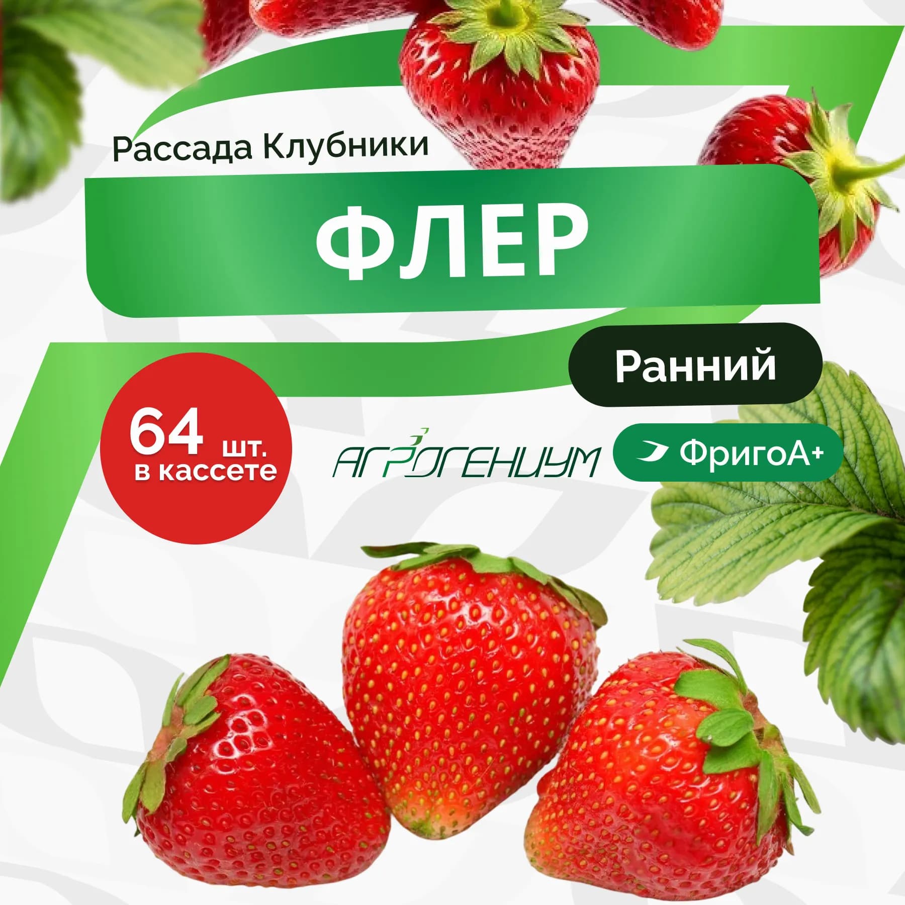 Клубника Флёр рассада ранняя ФригоА+