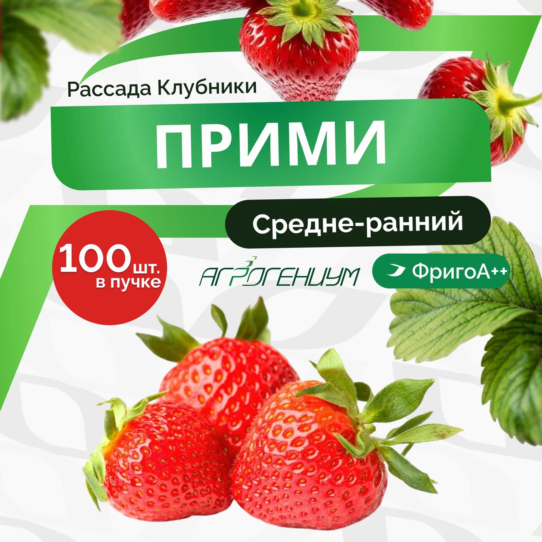 Клубника Прими рассада средне - ранняя ФригоА++