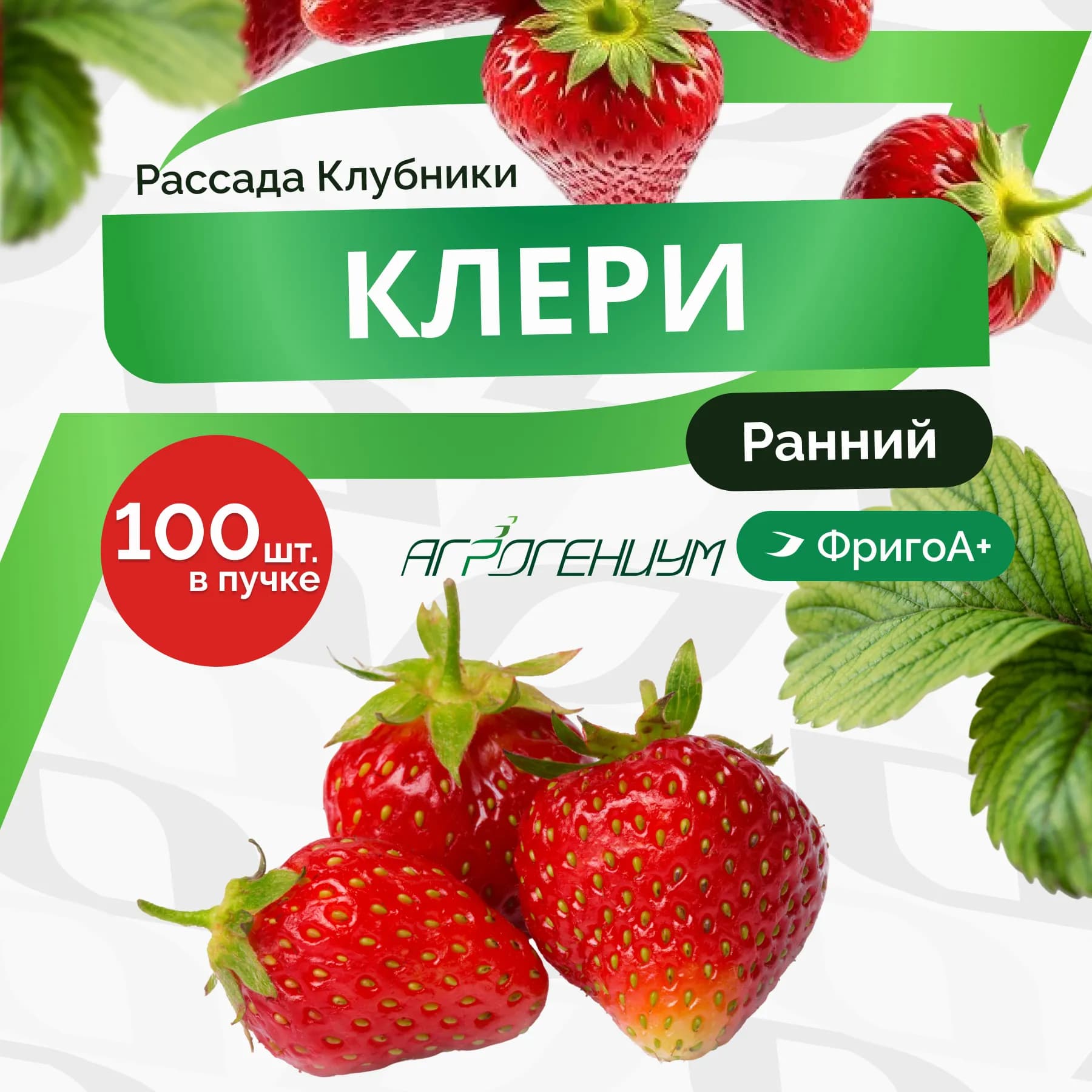 Клубника Клери рассада ранняя ФригоА+