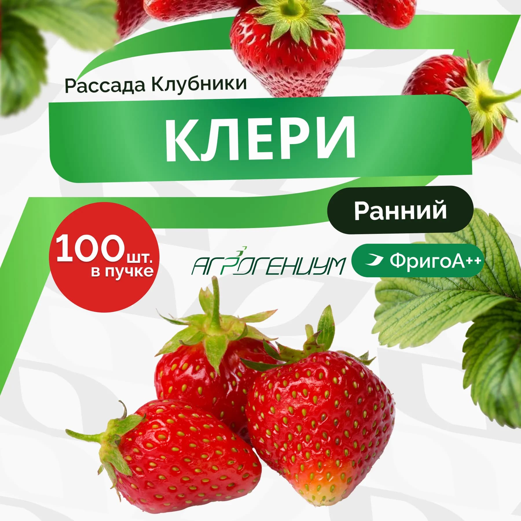 Клубника Клери рассада ранняя ФригоА++