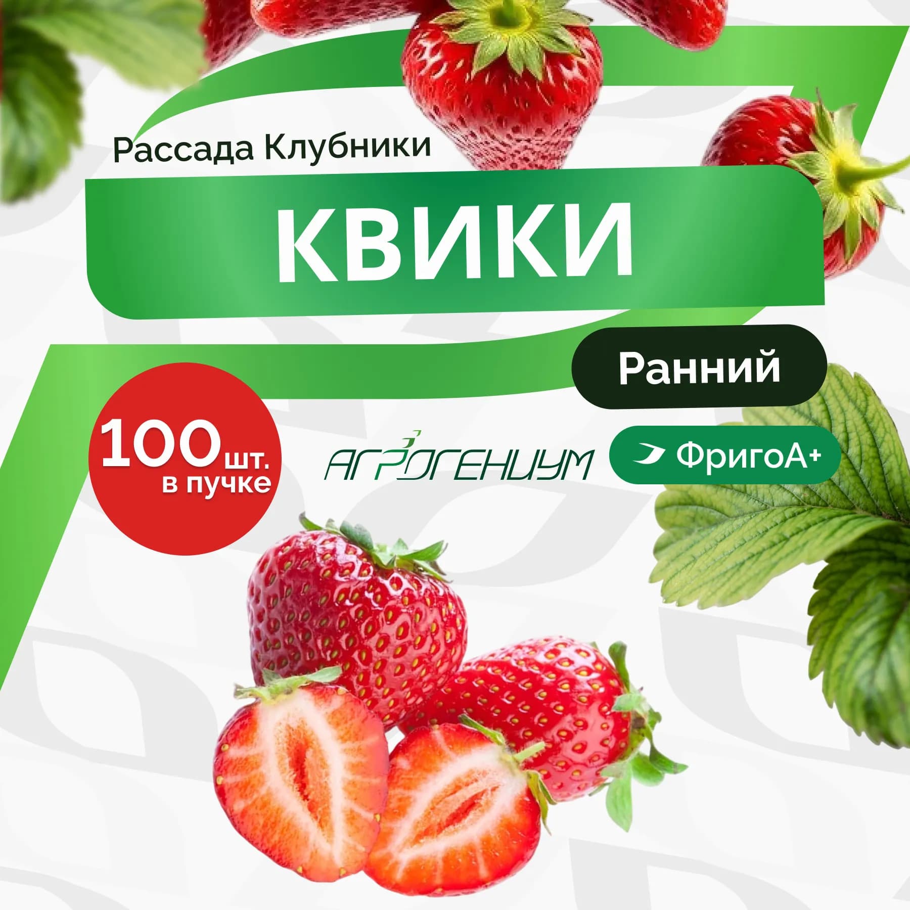 Клубника Квики рассада - ранняя ФригоА+