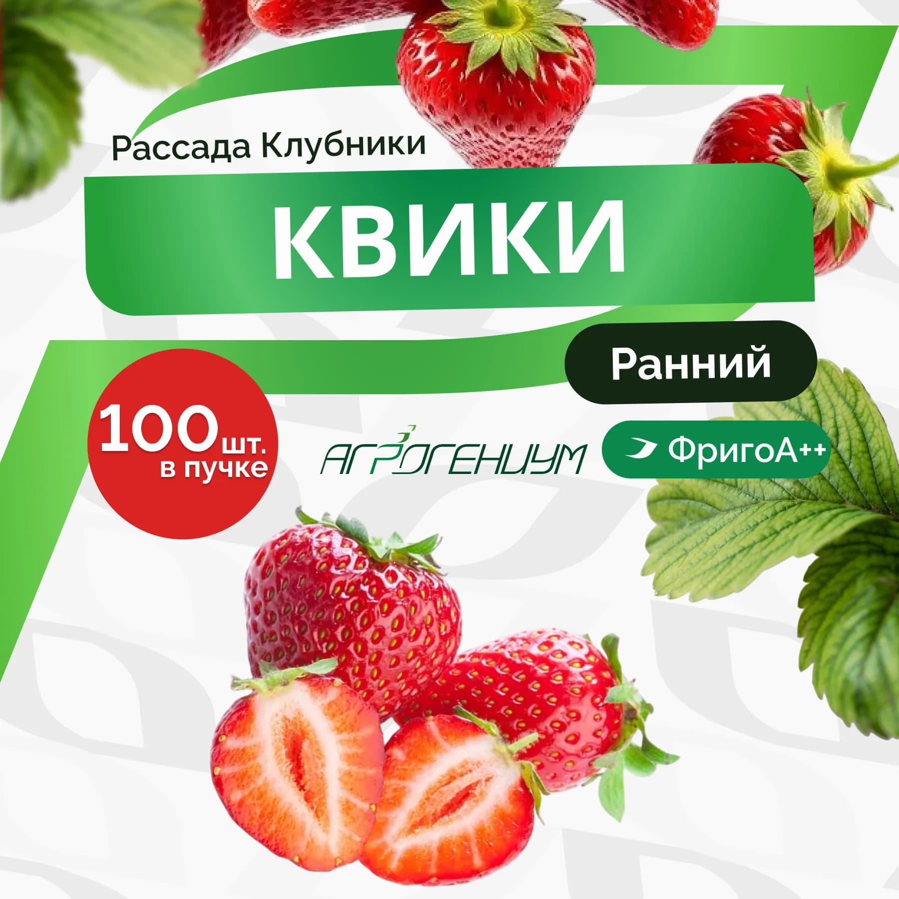 Клубника Квики рассада - ранняя ФригоА++