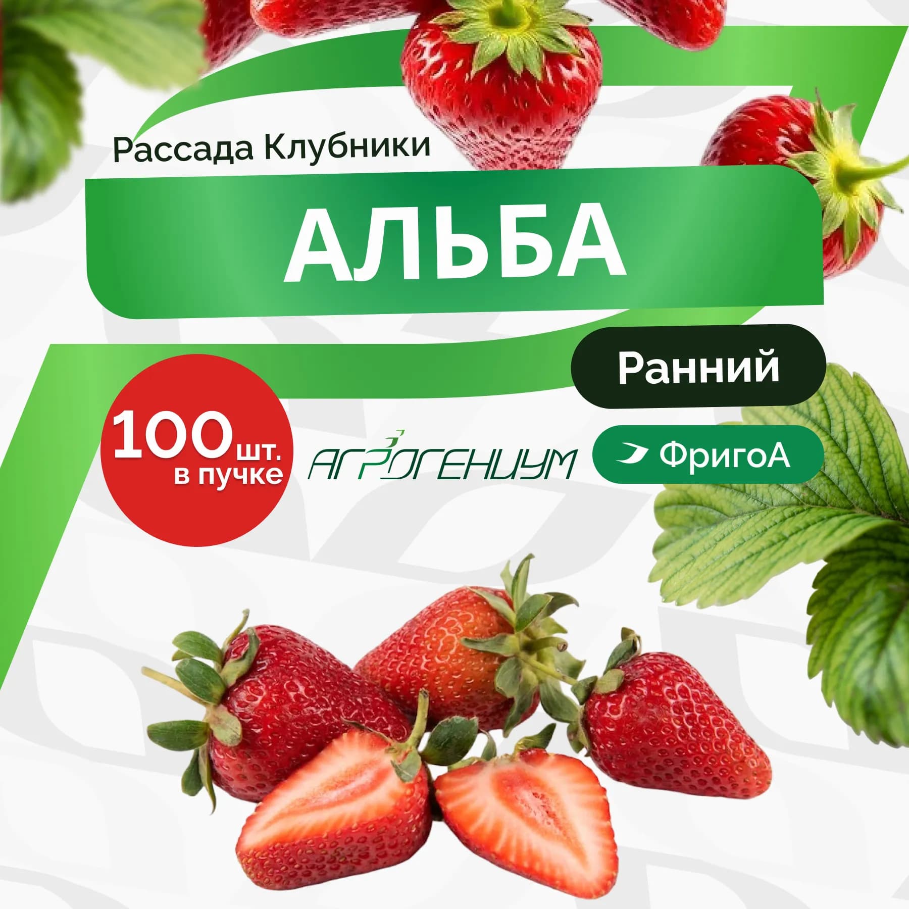 Клубника Альба Рассада ранняя. ФригоА