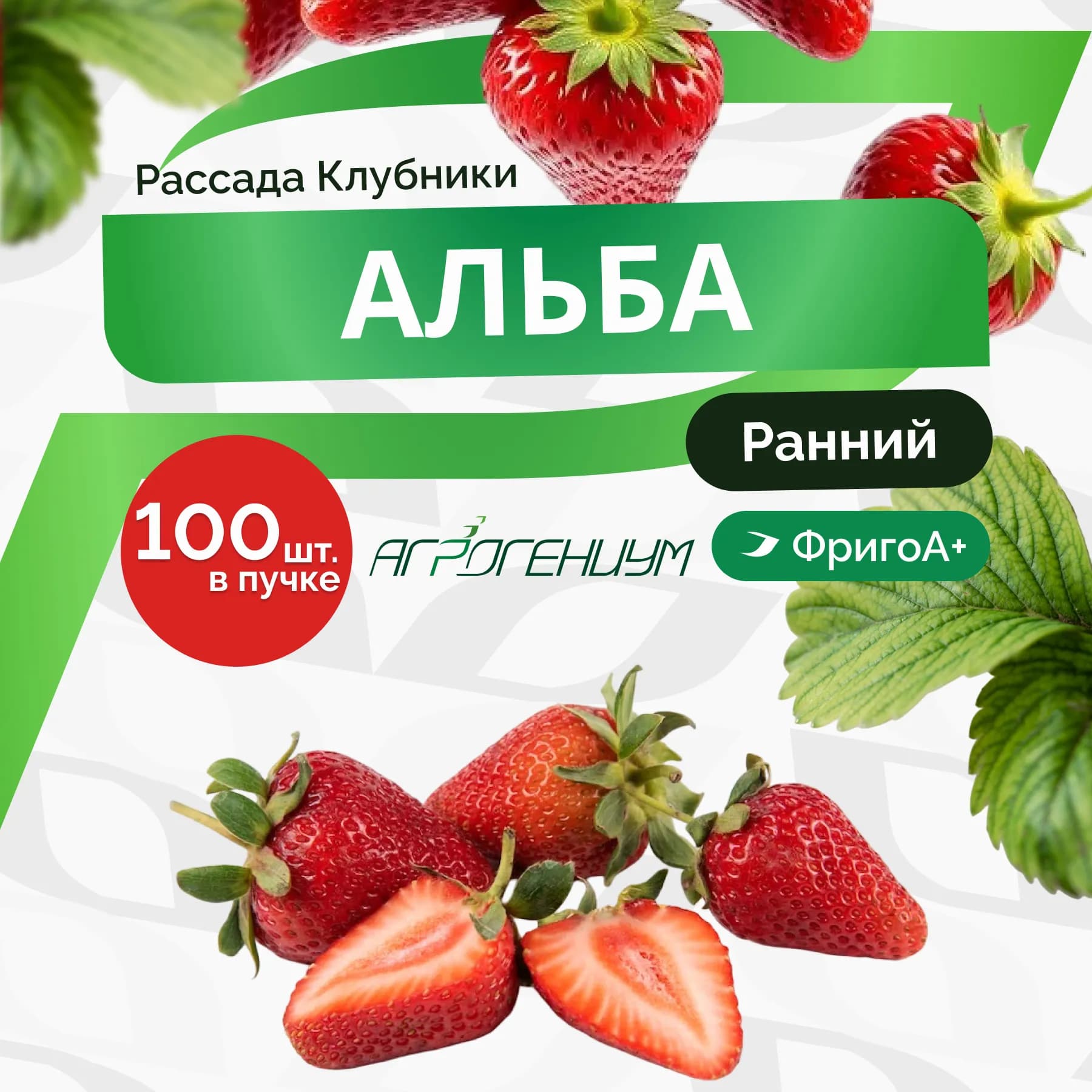 Клубника Альба Рассада ранняя. ФригоА+