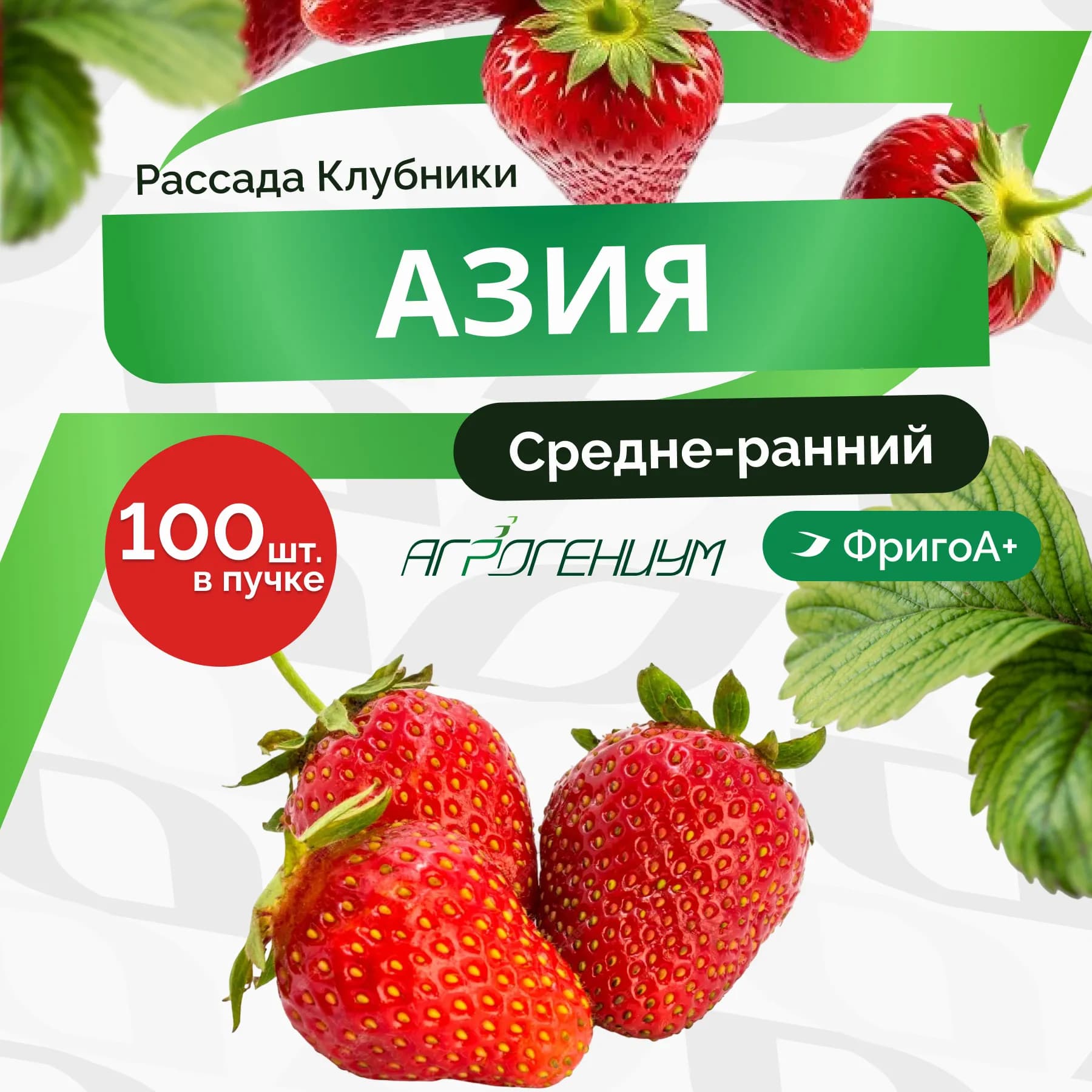Клубника Азия рассада средне - ранняя ФригоА+