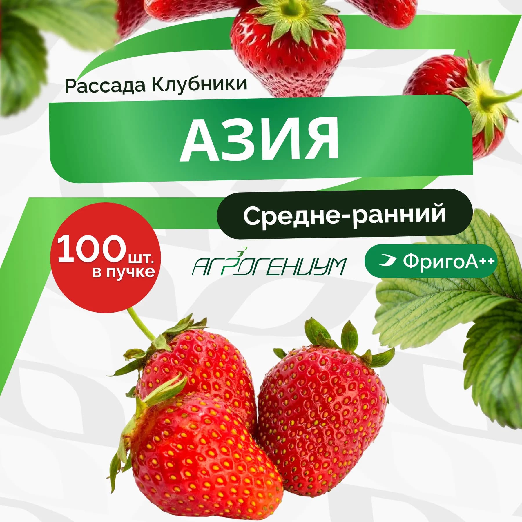 Клубника Азия рассада средне - ранняя ФригоА++