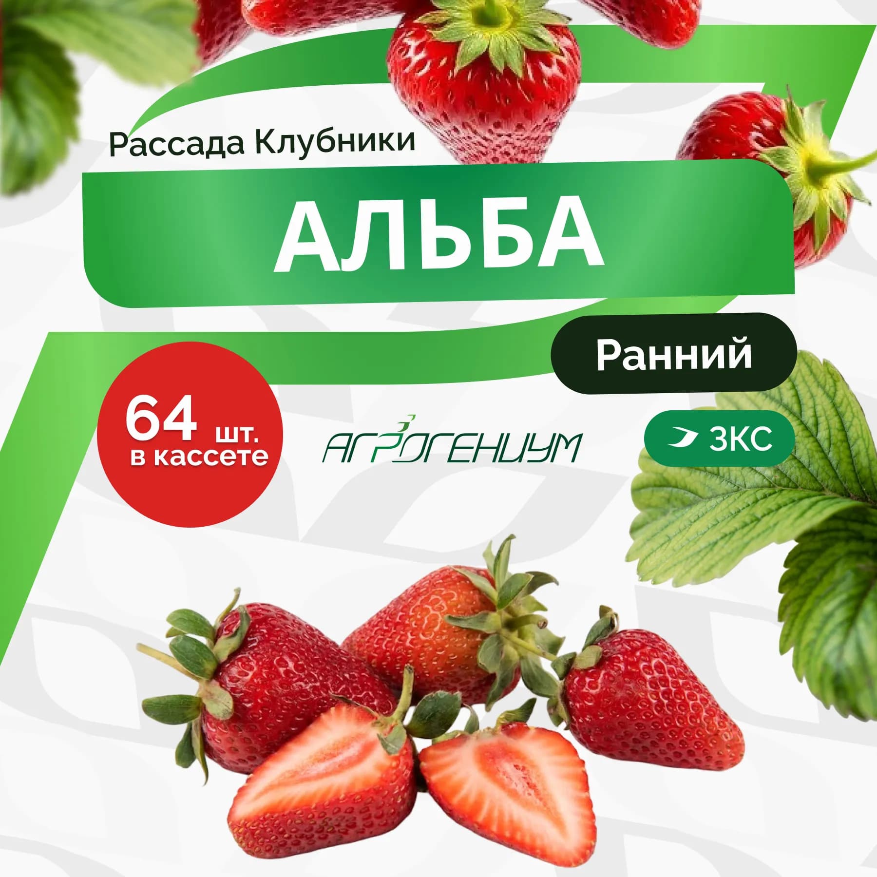 Клубника Альба Рассада ранняя. ЗКС