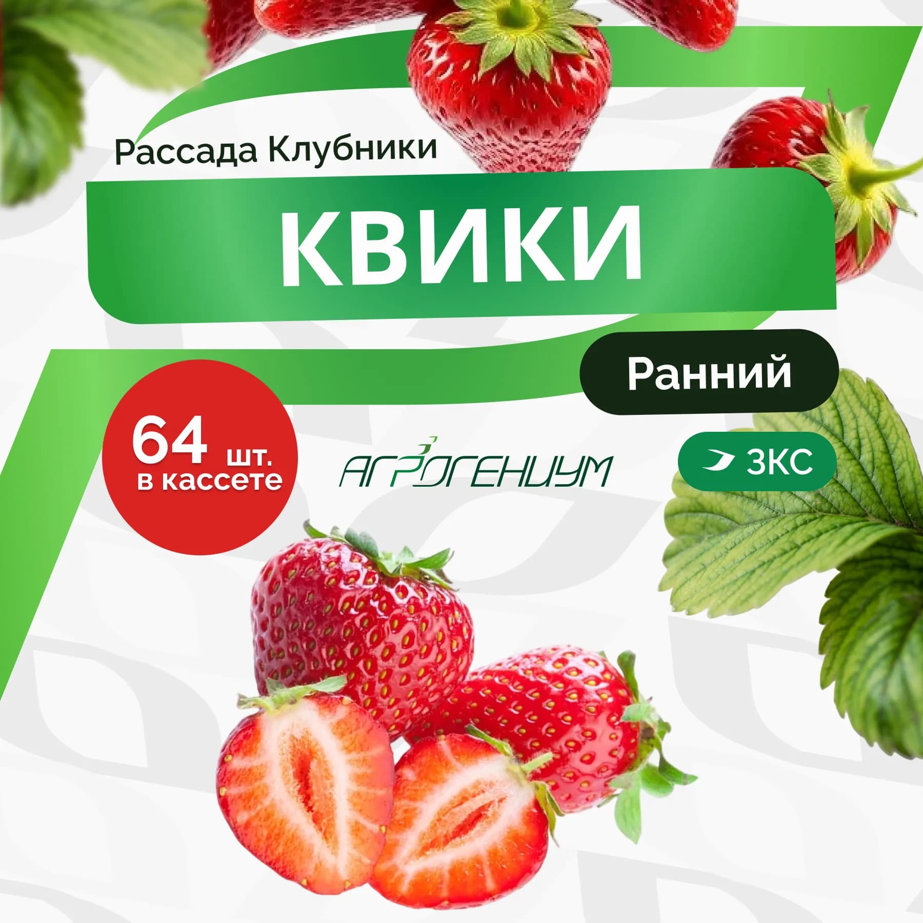 Клубника Квики рассада - ранняя ЗКС