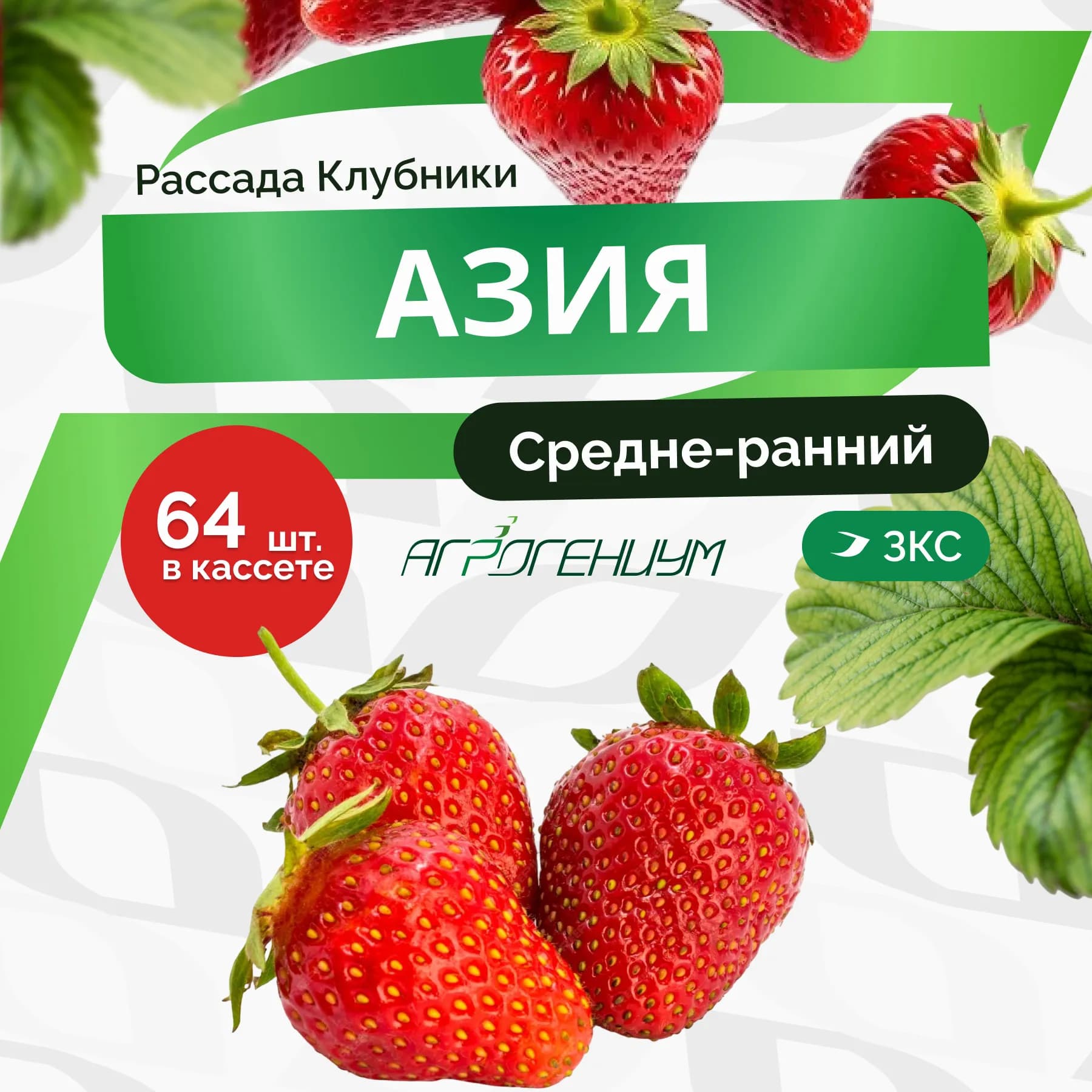 Клубника Азия рассада средне - ранняя ЗКС