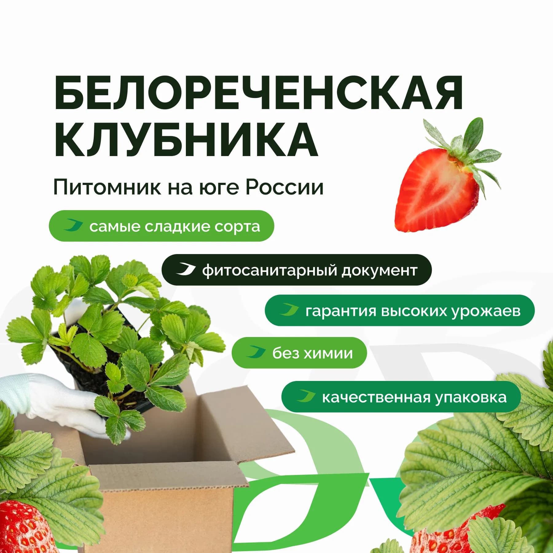 Клубника Априка рассада ранняя ЗКС