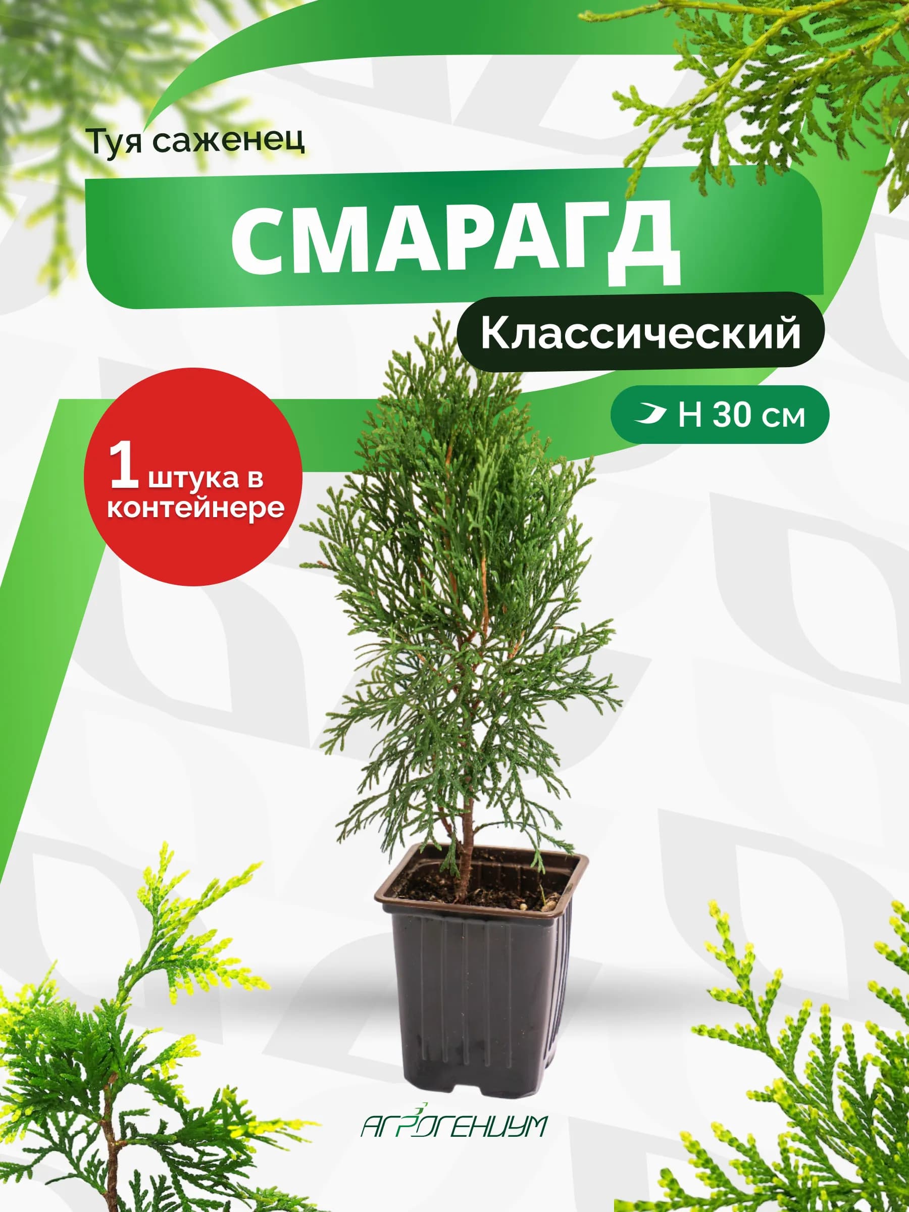 Туя Смарагд западная саженец  в кассете ЗКС Контейнер P9 / 90*90*90 мм
