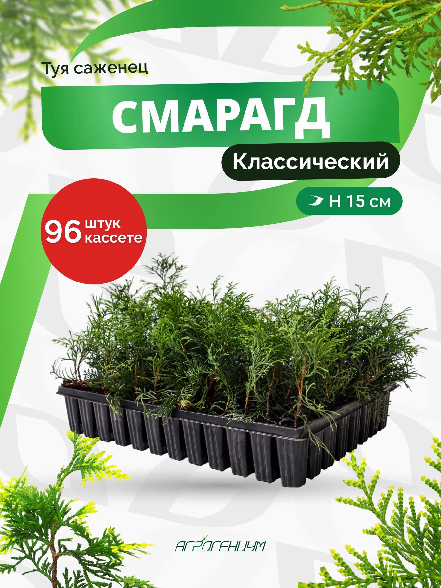 Туя Смарагд западная саженец  в кассете ЗКС Кассета 90 мл / ячейка  40*40*90 мм