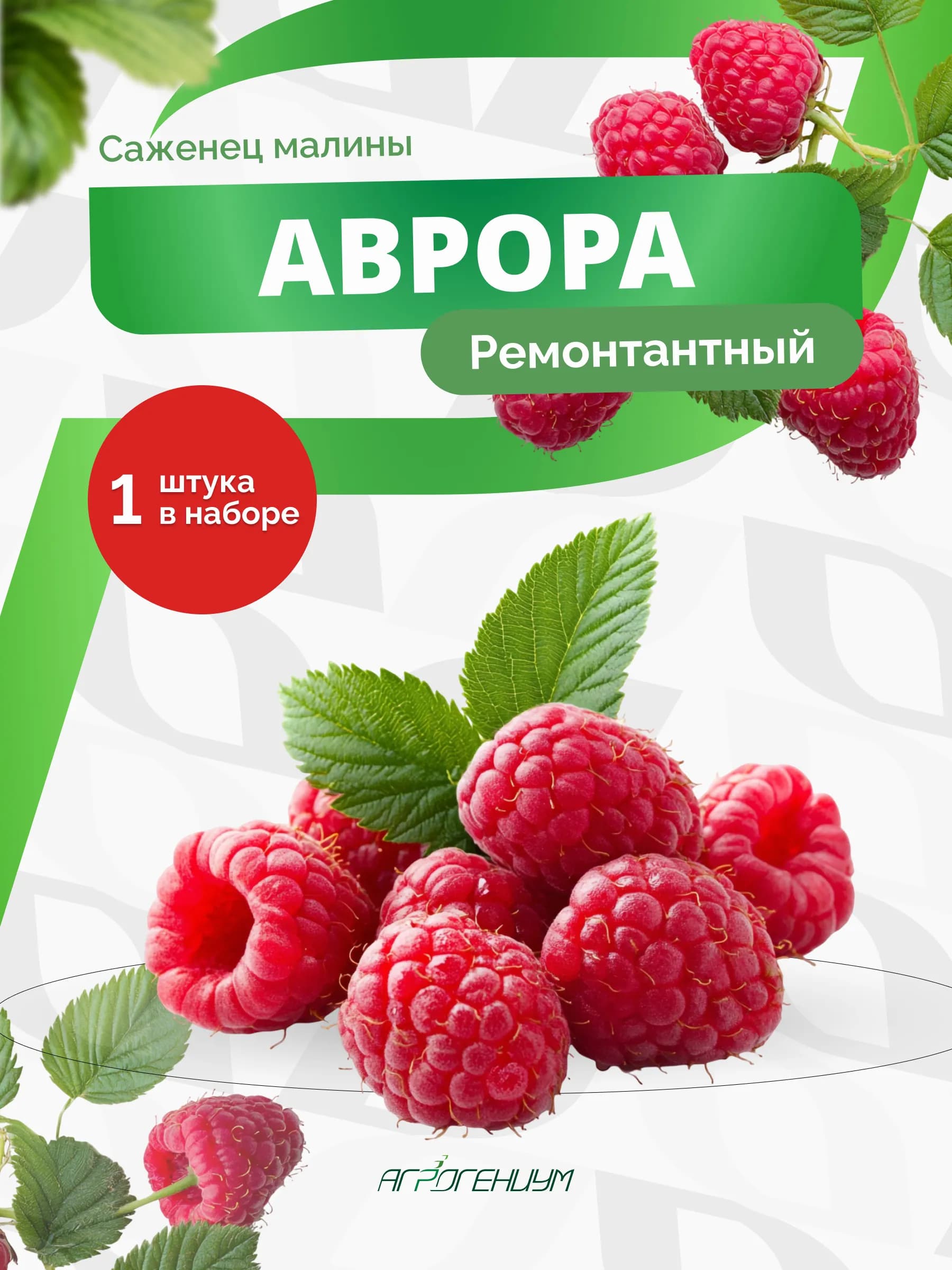 Саженец малины ремонтантной Аврора