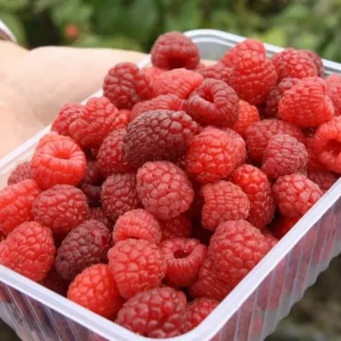 Саженец малины ремонтантной Маргарита ЗКС