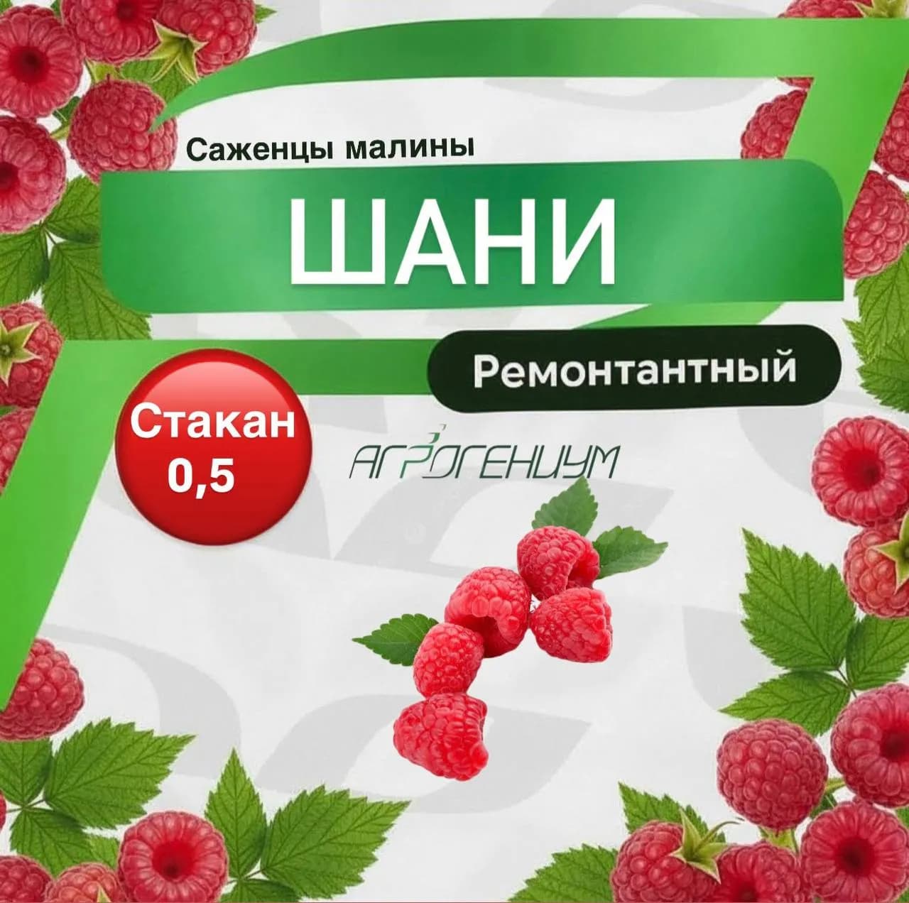 Саженец малины ремонтантной Шани ЗКС