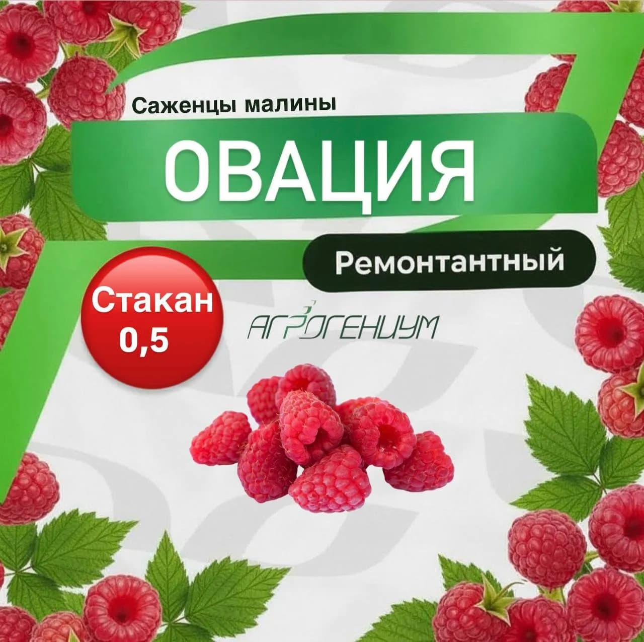 Саженец малины ремонтантной Овация ЗКС