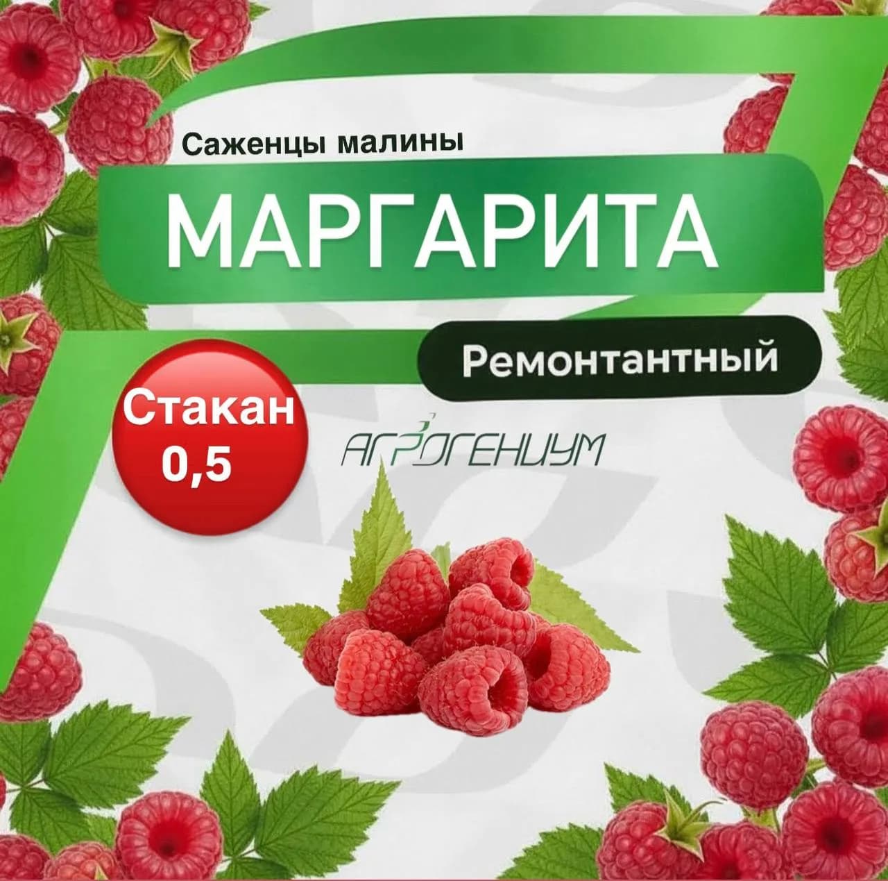 Саженец малины ремонтантной Маргарита ЗКС