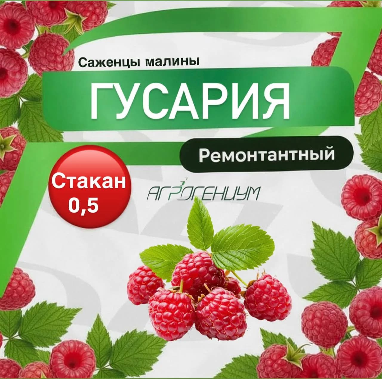 Саженец малины ремонтантной Гусария ЗКС