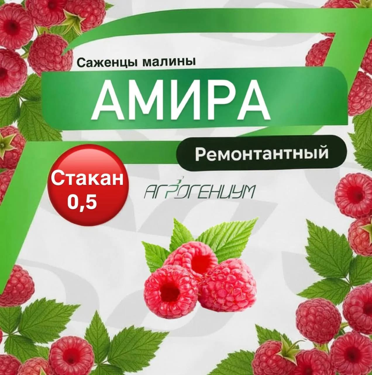 Саженец малины ремонтантной Амира ЗКС