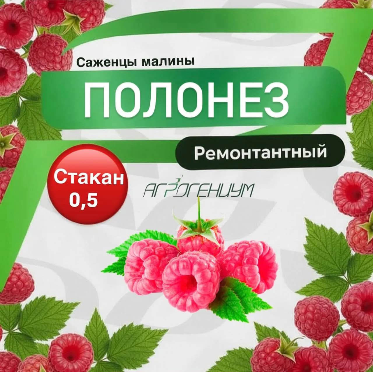 Саженец малины ремонтантной Полонез ЗКС