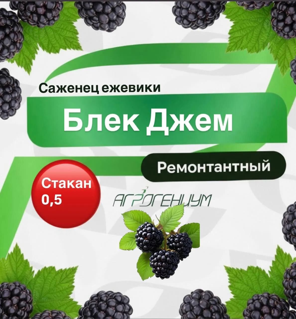 Ежевика Блэк Джем саженцы ремонтантная  ЗКС